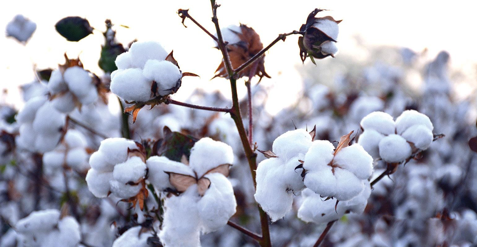 Cotton plants