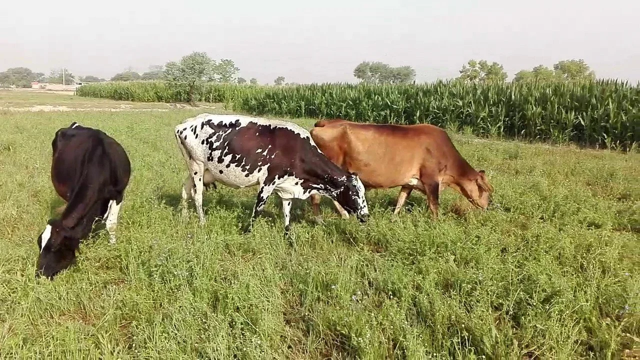Fodder livestock in field